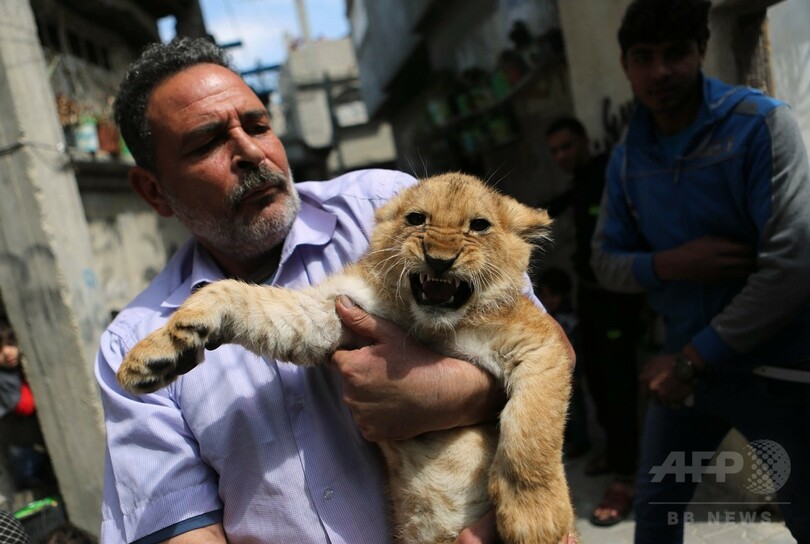 遊び相手は百獣の王？難民キャンプに暮らす子ライオン