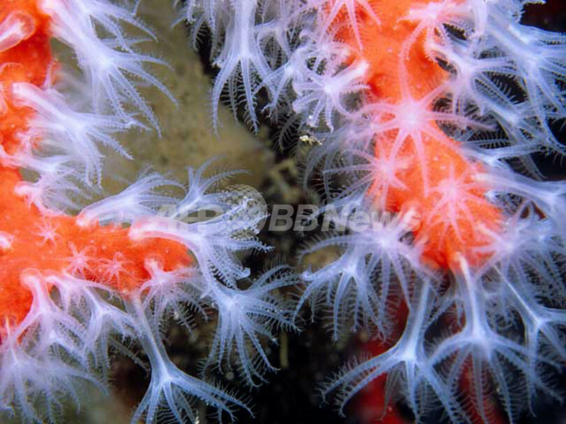 宝石サンゴ輸出規制を否決、日本など反対 ワシントン条約会議委員会