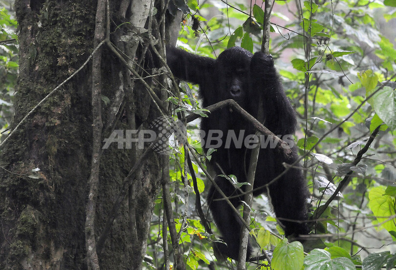 ネット上で野生ゴリラと友達に、「フェースブック」「ツイッター」向けサービスまもなく解禁