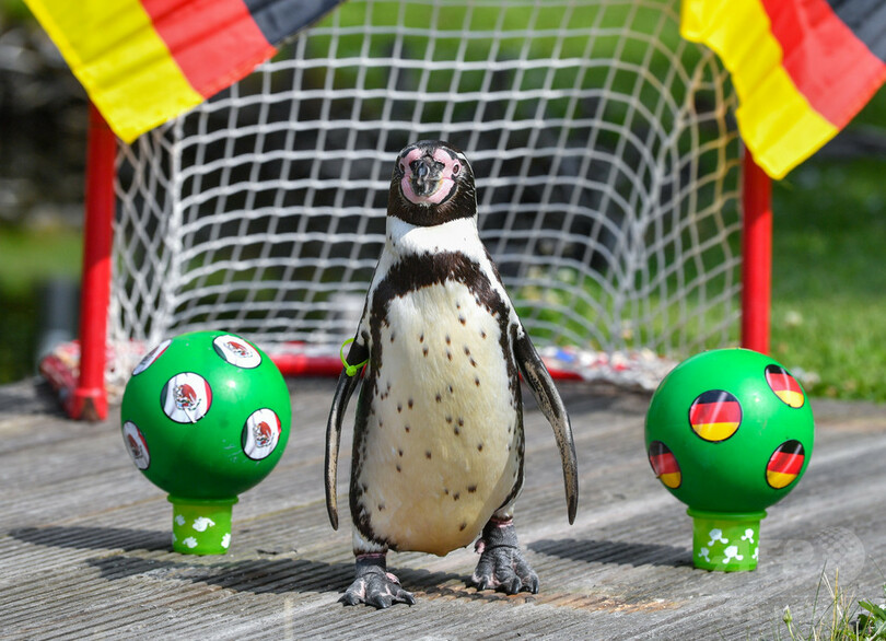 勝負は ドロー ペンギンがドイツ対メキシコ戦占う 写真2枚 国際ニュース Afpbb News