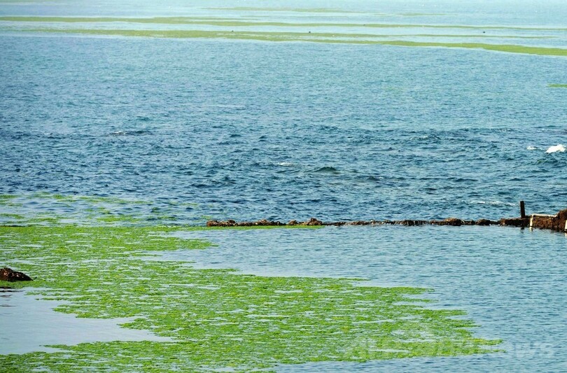 まるで芝生、海岸を埋め尽くす藻 中国