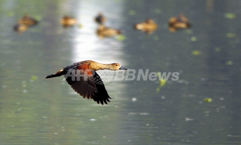 1年ぶりに香港に戻った渡り鳥 発信器で渡りの詳細を解明 写真1枚 国際ニュース Afpbb News