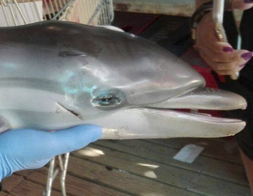 浜辺に迷い込んだ赤ちゃんイルカ 海水浴客が死なせる スペイン 写真3枚 国際ニュース Afpbb News