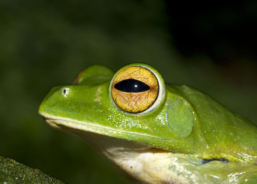 新種 空飛ぶカエル ベトナムで発見 写真4枚 国際ニュース Afpbb News