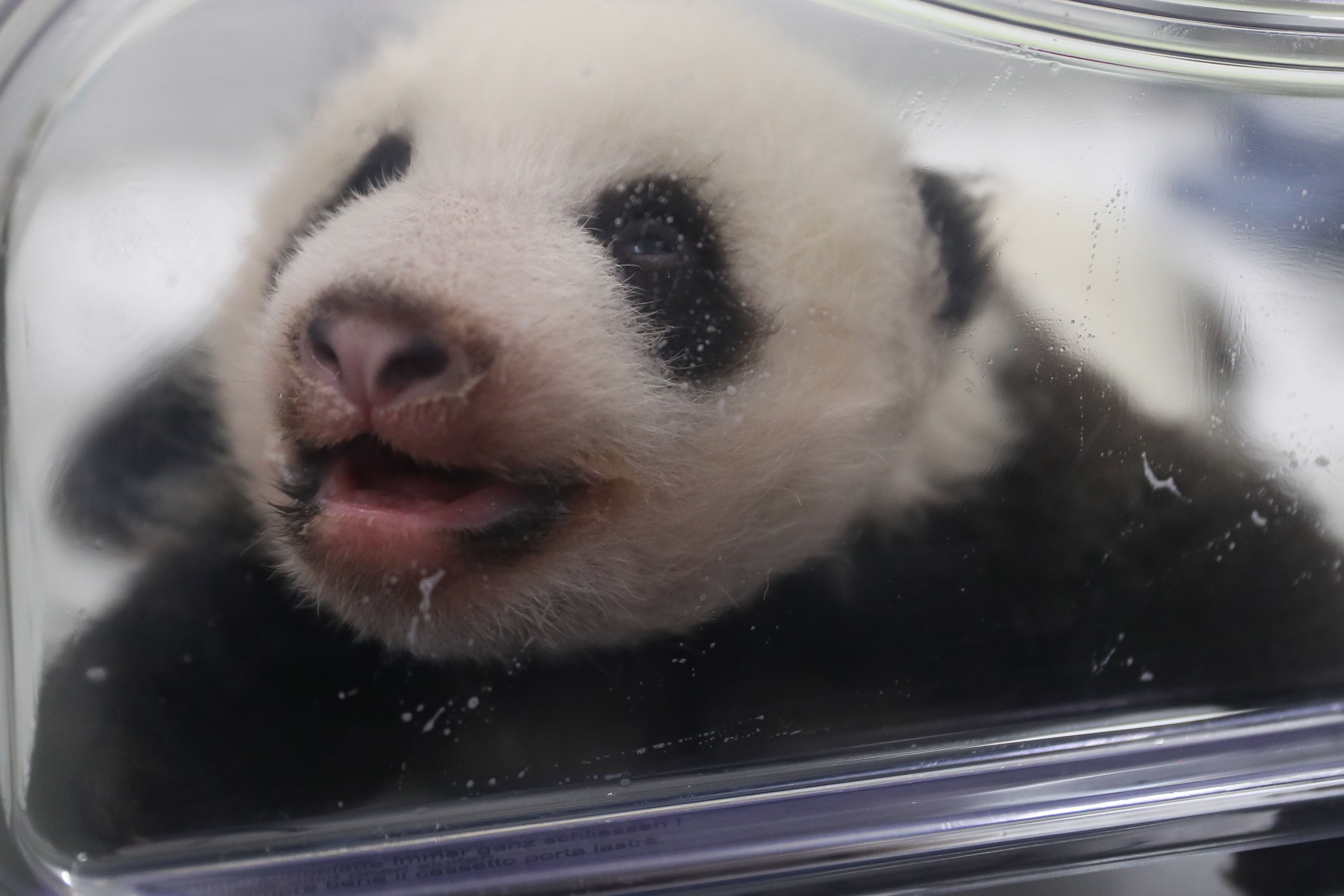 ベルギーのかわいいパンダ3きょうだい すくすく成長 写真11枚 国際ニュース Afpbb News