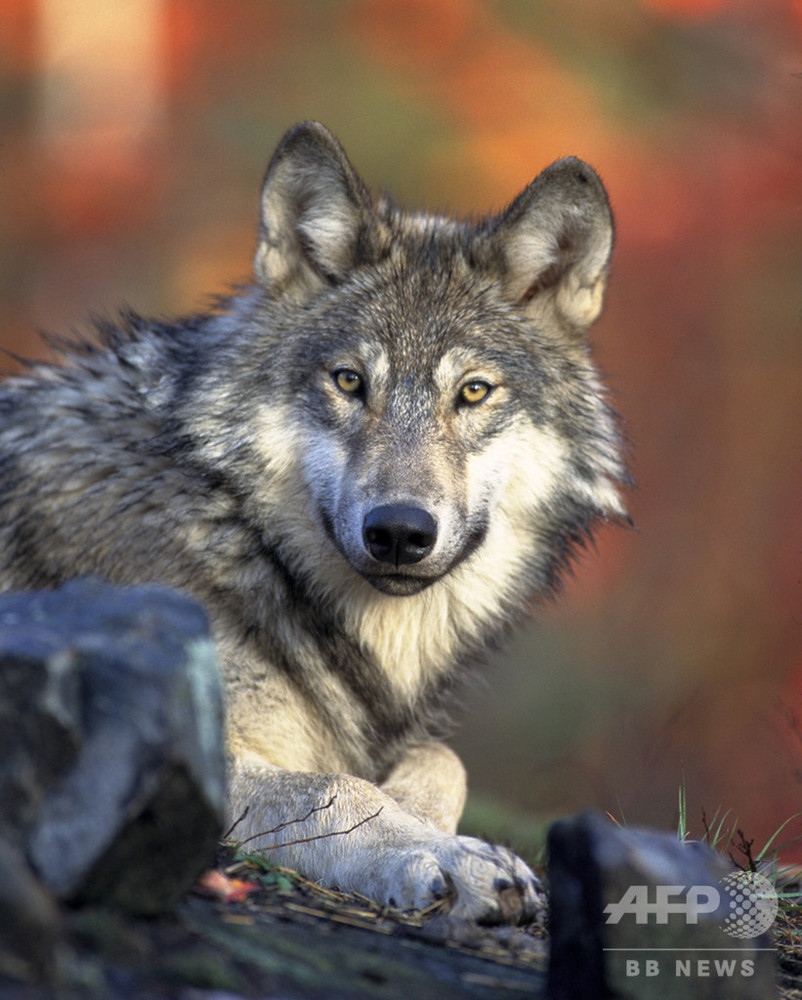 狼タペストリーラグ Wolf Lodge Tap / 狼 / ウルフ / WOLF / オオカミ / おおかみ / キャンプ / アウトドア / RVに も！ - 家具、インテリア