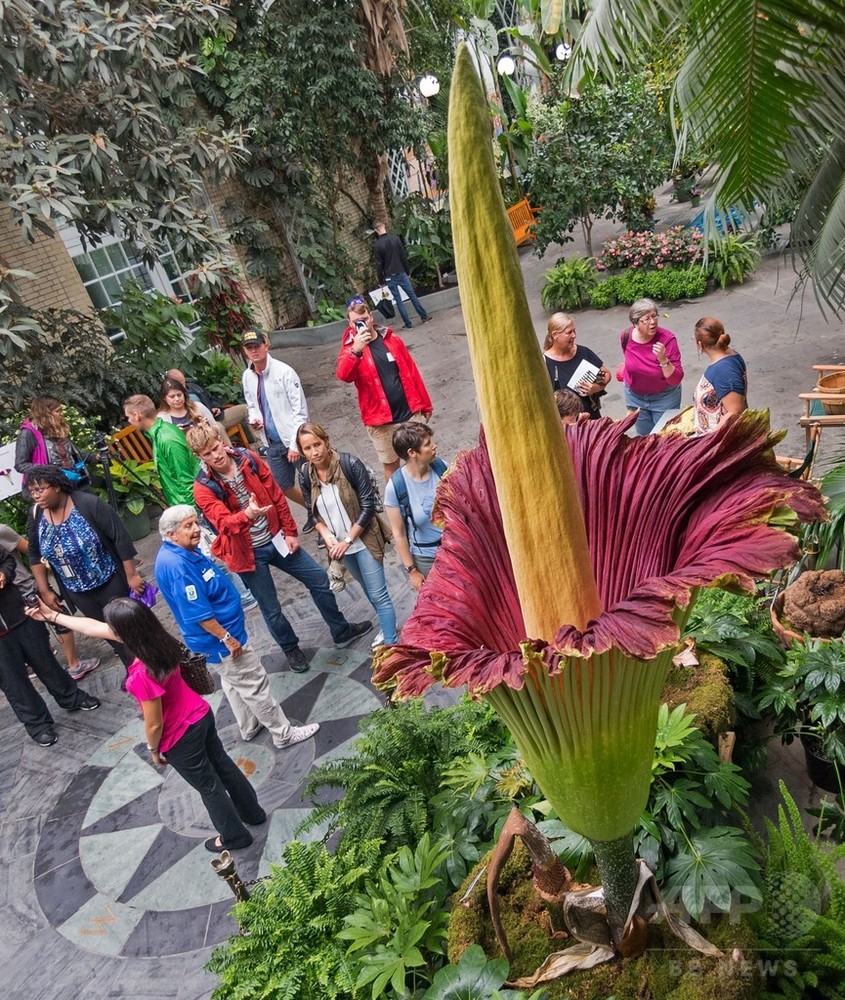高さ2 5メートル ショクダイオオコンニャク開花 米植物園 写真3枚 国際ニュース Afpbb News