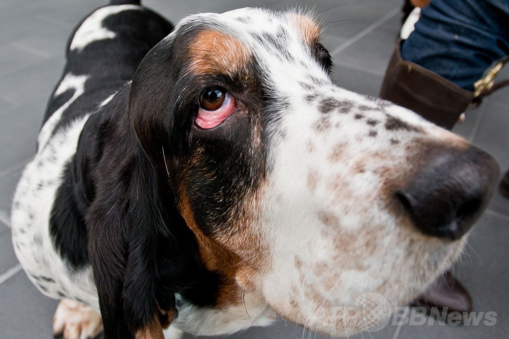 「美犬」が大集合、国際ドッグショーをPR ドイツ