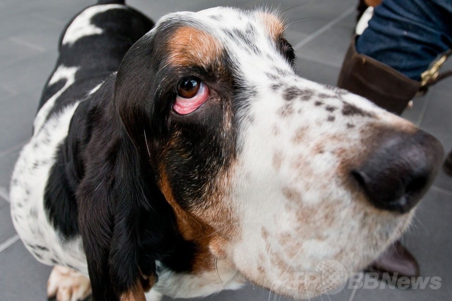 「美犬」が大集合、国際ドッグショーをPR ドイツ