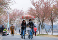 中国成都市の青龍湖湿地公園で、冬桜の木の下でサイクリングしている観光客（2023年2月10日撮影、資料写真）。(c)CNS/王磊