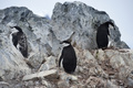顔を上げて！ 南極半島西部オーンハーバーのヒゲペンギン。(c)AFP/EITAN ABRAMOVICH