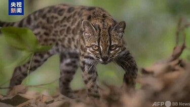 ボリビアのジャングルで100余年ぶりにネコ科の新種発見 写真1枚 国際
