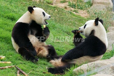 パンダ24時間ライブ中継、8月から 中国・四川の研究施設 写真2枚 国際