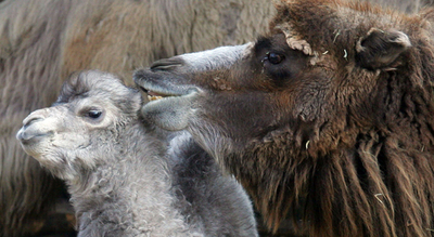 フタコブラクダの赤ちゃんが12頭、誕生 - ドイツ