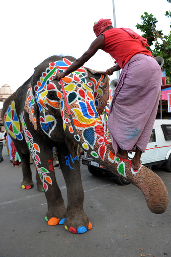 祭りに向けてゾウもおめかし、インド