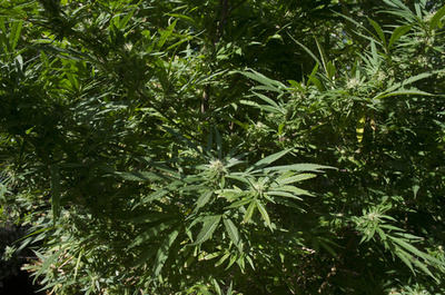 米TVリポーター、生放送中に大麻合法化を推進で降板