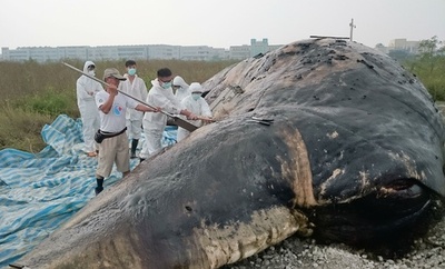 クジラ死骸の胃から大量のゴミ、台湾