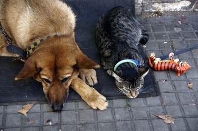 瀕死のネコ、イヌから輸血で命助かる ニュージーランド