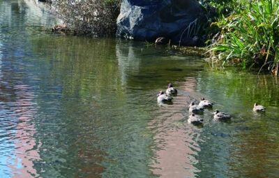 小川が起こした奇跡…韓国・薬泗川が復活した理由