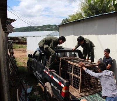 かわいい子グマ、成長したら300キロのツキノワグマ　当局が押収