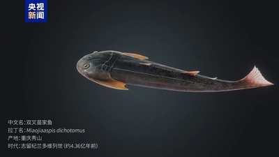 4億3600万年前に絕滅した双叉苗家魚の化石 中国重慶で発見