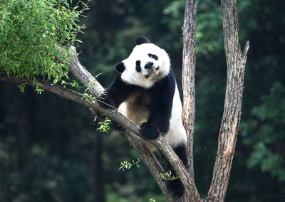 パンダもトラも避暑、長春