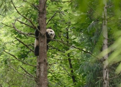 パンダ：降格されたけど、僕のことまだ愛してくれる？ 中国