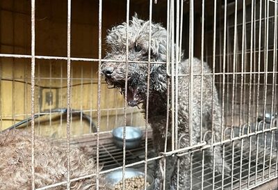 韓国・繁殖場と美容学院の癒着で「実習犬」虐待深刻…顎骨骨折や失明例も