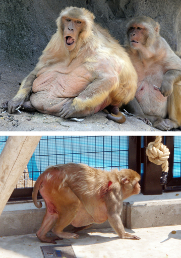 メタボザル、ダイエットに成功 1年で10キロ減