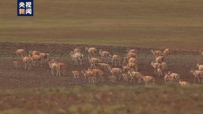 中国の科学調査隊、チベットカモシカの巨大な群を初撮影