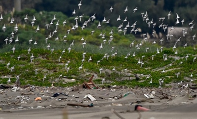 世界の湿地、森林の3倍の速さで消滅 ラムサール条約初の報告