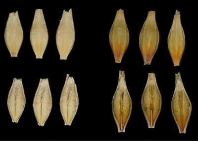 【摂南大学】大麦の硬さに関わる遺伝子を特定 家畜が食べやすい飼料やバイオ燃料への活用に期待