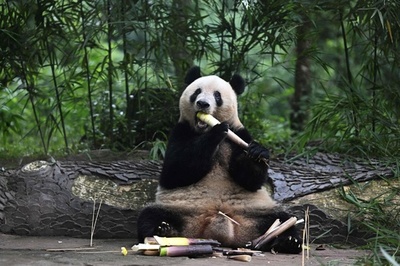 パンダのシャンシャン、中国で7歳に 23年返還