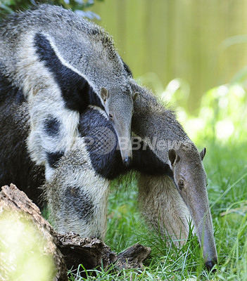 ママおんぶ 甘えるオオアリクイの子ども 米動物園 写真10枚 ファッション ニュースならmode Press Powered By Afpbb News