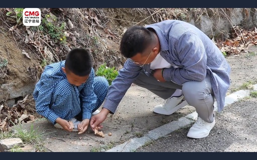 中国大連の8歳男児 スギナで金鉱の手掛かり発見か 現地調査を実施中