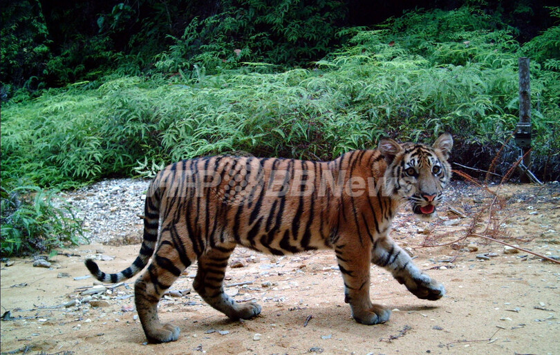 スマトラトラに里親制度、絶滅救う試み インドネシア