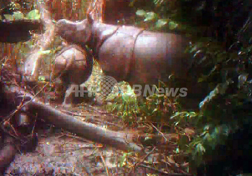 絶滅寸前のジャワサイ、隠しカメラで撮影 インドネシア