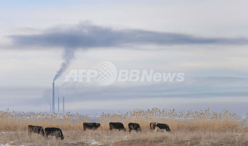 キルギスの冬、草を食む牛
