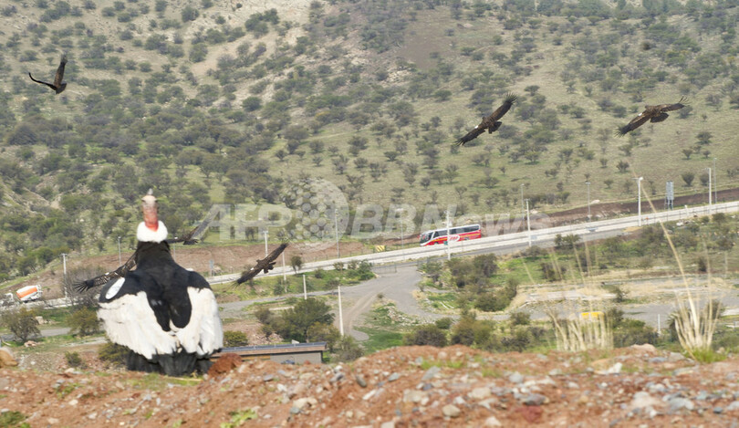コンドルよ飛んで行け、保護した18羽を放鳥 チリ