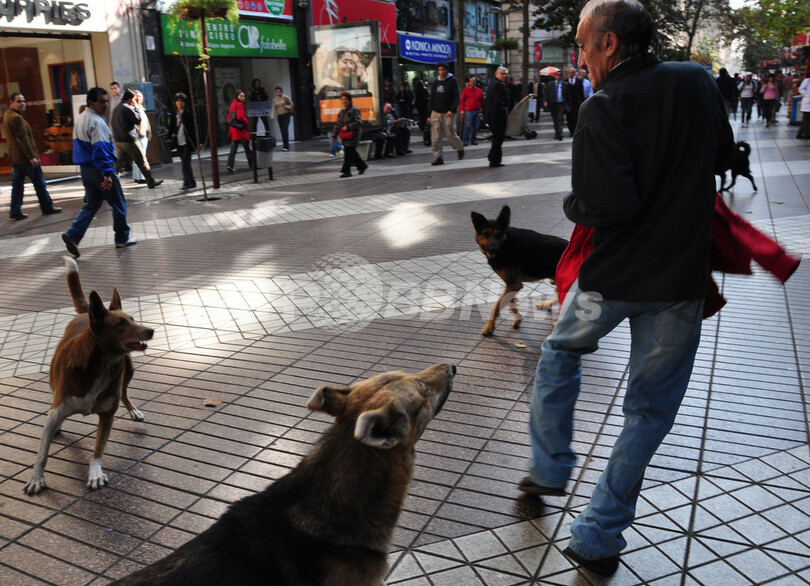 悩みは街中うろつく野良犬25万匹、チリ・サンティアゴ