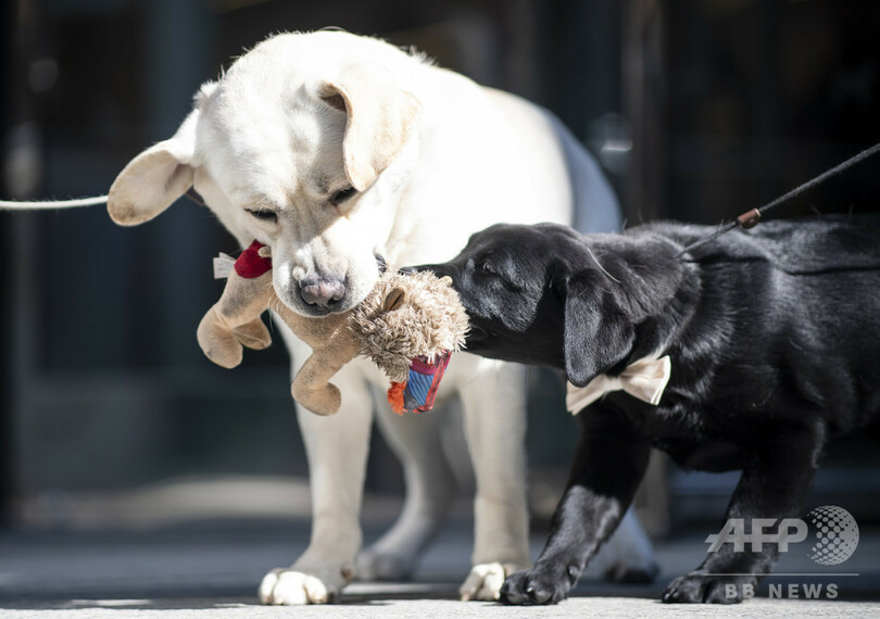 この犬、人間なら何歳？ ゲノムに着目した新数式 米研究