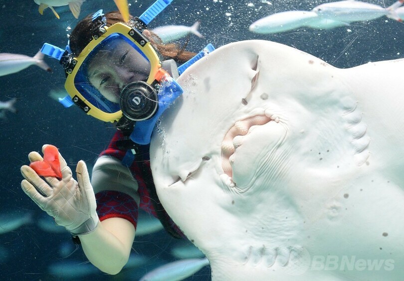 エイに 愛 届け 都内水族館でバレンタイン ショー 写真4枚 国際ニュース Afpbb News