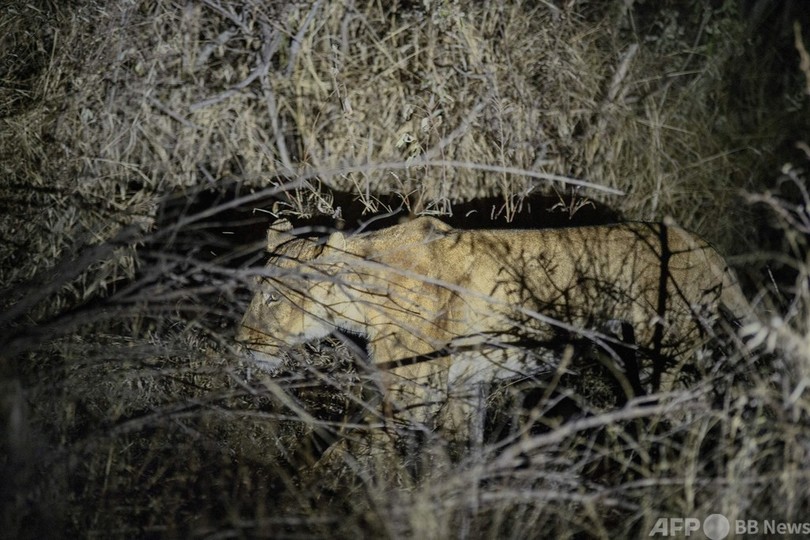 柵のない広大な保護区で生きるライオン 観光客誘致も 南アフリカ