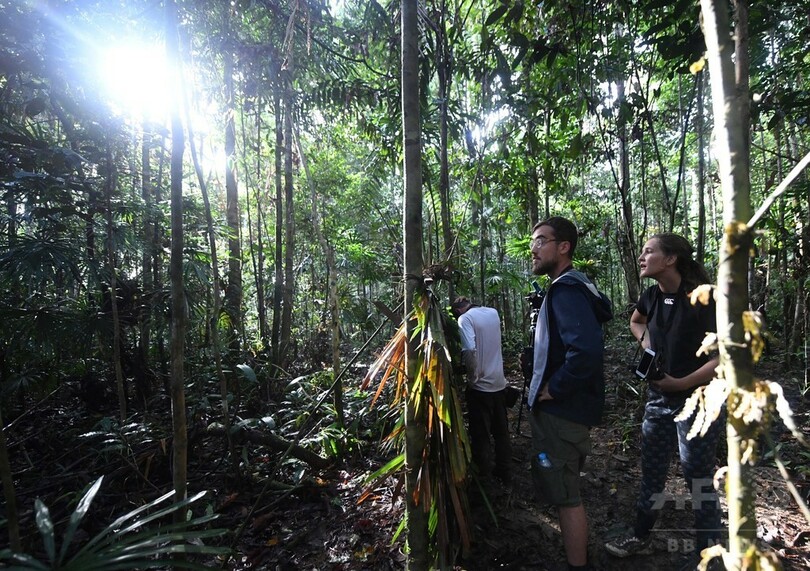 ジャングルから消えゆく鳥たち、地元住民で保護する動き インドネシア