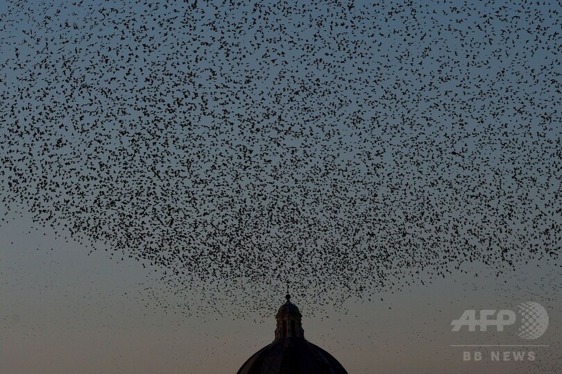 夕暮れの空を旋回するムクドリの群れ ローマ 写真7枚 国際ニュース Afpbb News