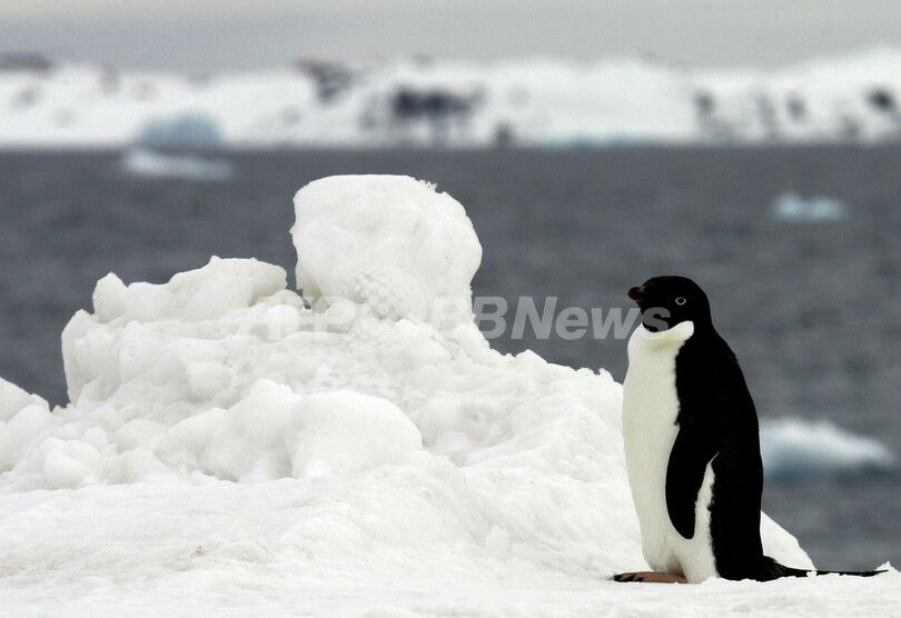 酷寒の南極大陸でペンギンが散歩