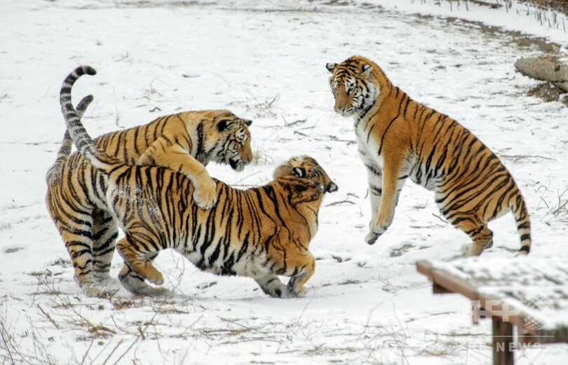 初雪が降ったハルビン、雪の中で戯れるアムールトラ