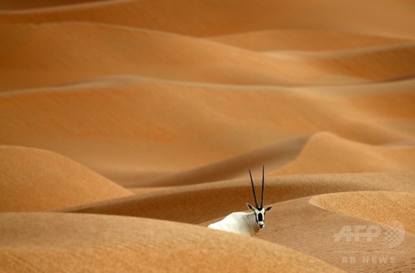 神秘的な砂漠の野生動物保護区 Uae 写真12枚 国際ニュース Afpbb News