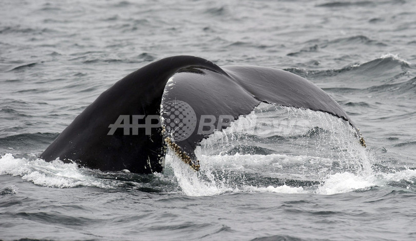 「ヒットソング」を好むクジラたち、豪研究 「ヒットソング」を好むクジラたち、豪研究