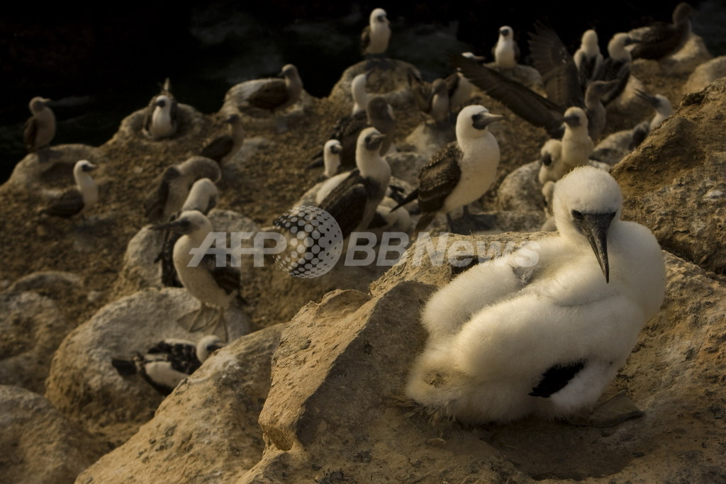 ペルー海岸にペリカンなど600羽の死骸 イルカに続く大量死 ペルー海岸にペリカンなど600羽の死骸 イルカに続く大量死